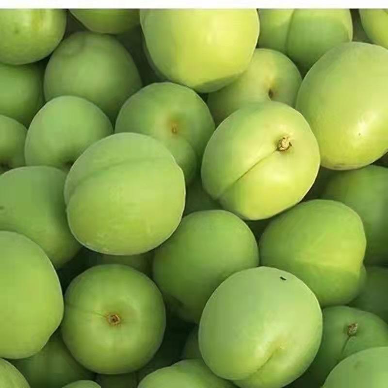 大青杏  萝卜哥鲜果