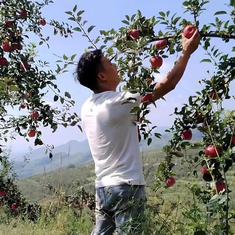 盛夏的果实（果农）