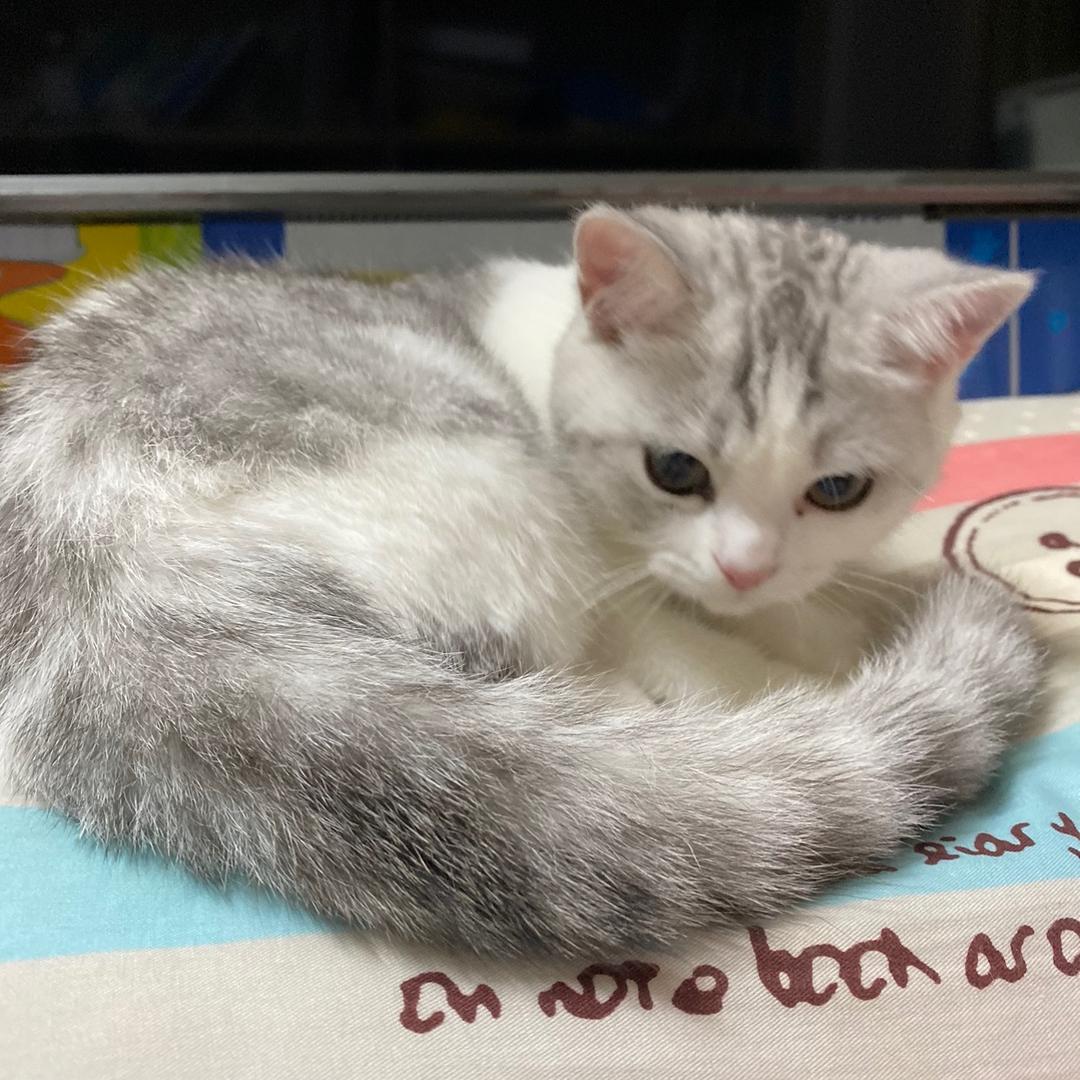 爱兔子的胡萝卜