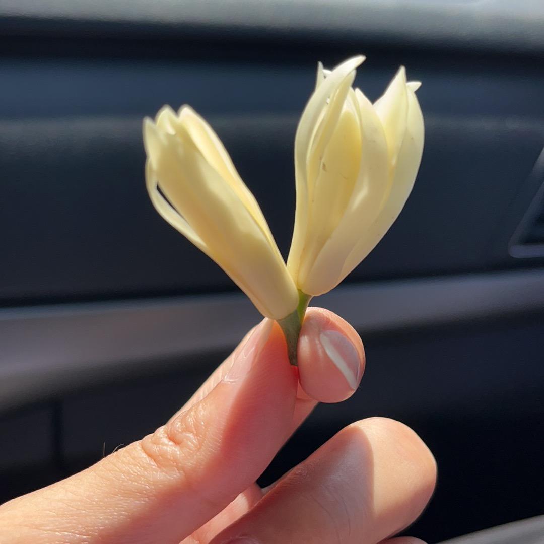 ❀⚘仙༵人༵掌༵༵⚘❀🌵