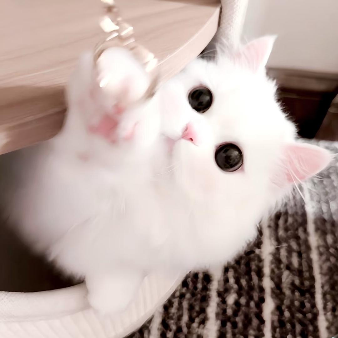 东东电竞考官小兔（三角洲行动）