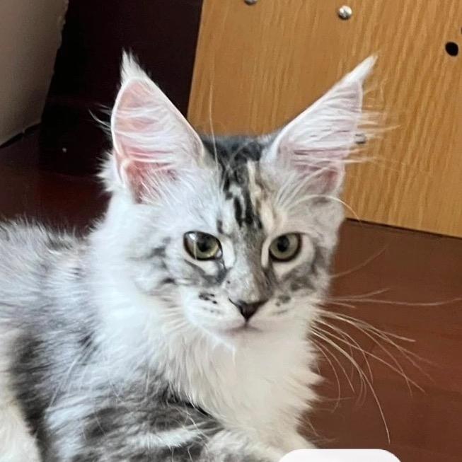 MicroCat(缅因猫）