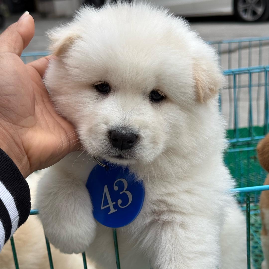 小何土松田园犬