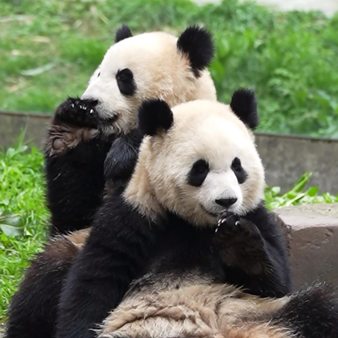 一枕黑白梦