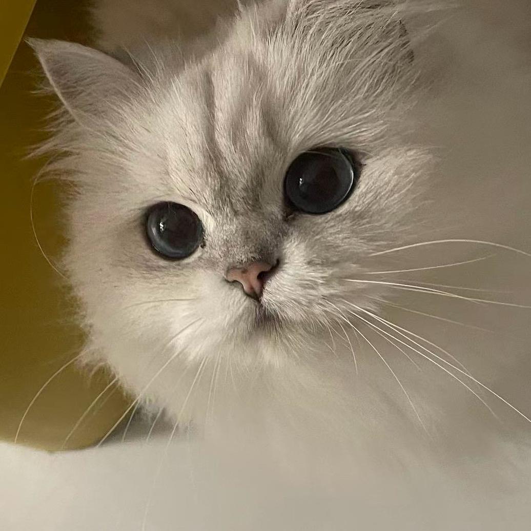 吖！再吃一口饭饭叭🍚