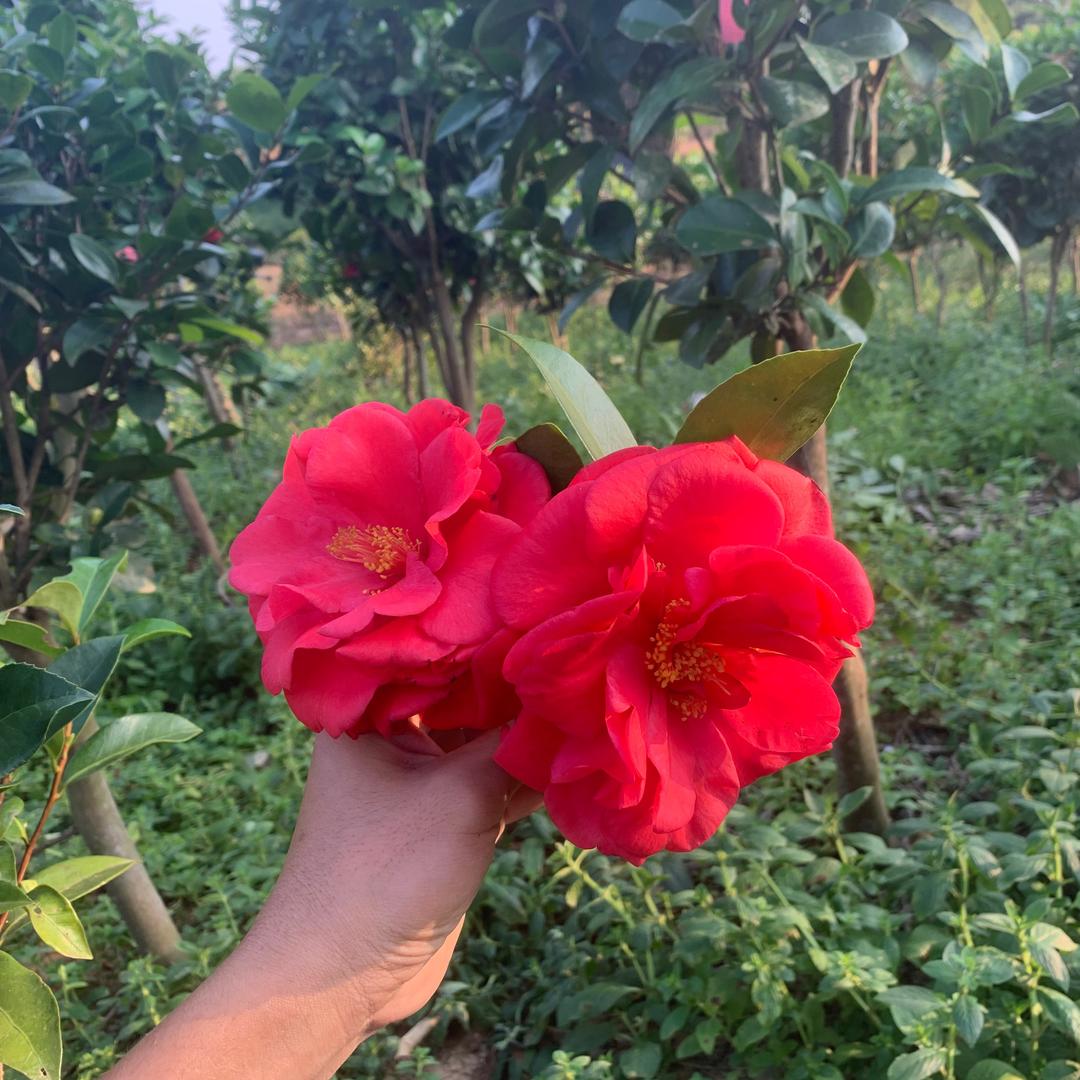 长青园艺（四季茶花）