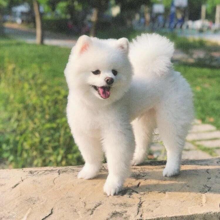 爱情专属权