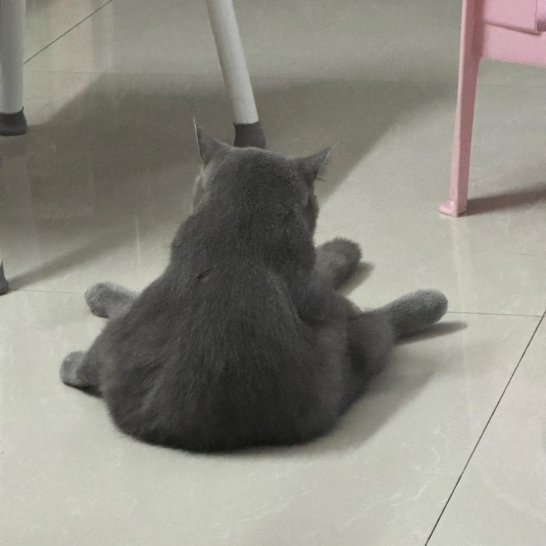 Susu