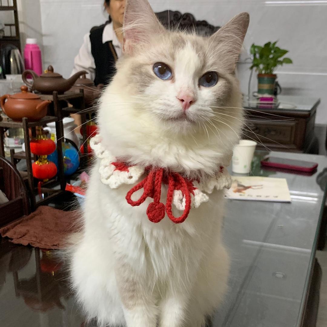 广州背包老表 (PangHu3535)