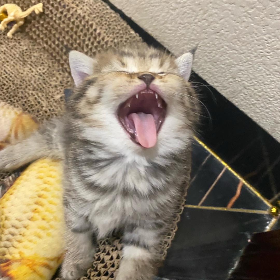 Primmie