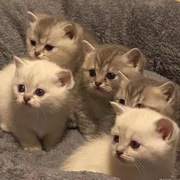 憨豆豆（关爱流浪猫）