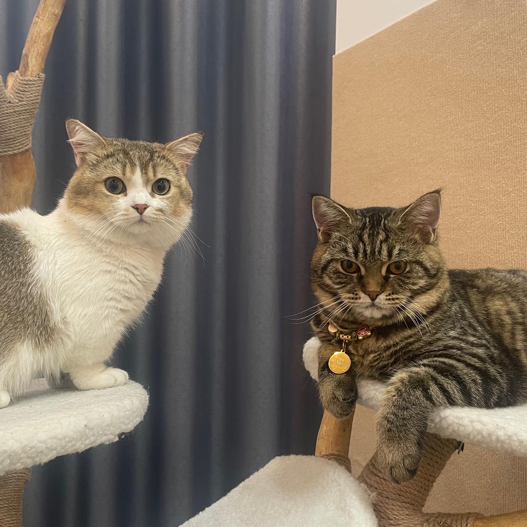 我是只猫