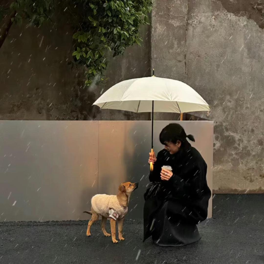 一只绵羊.