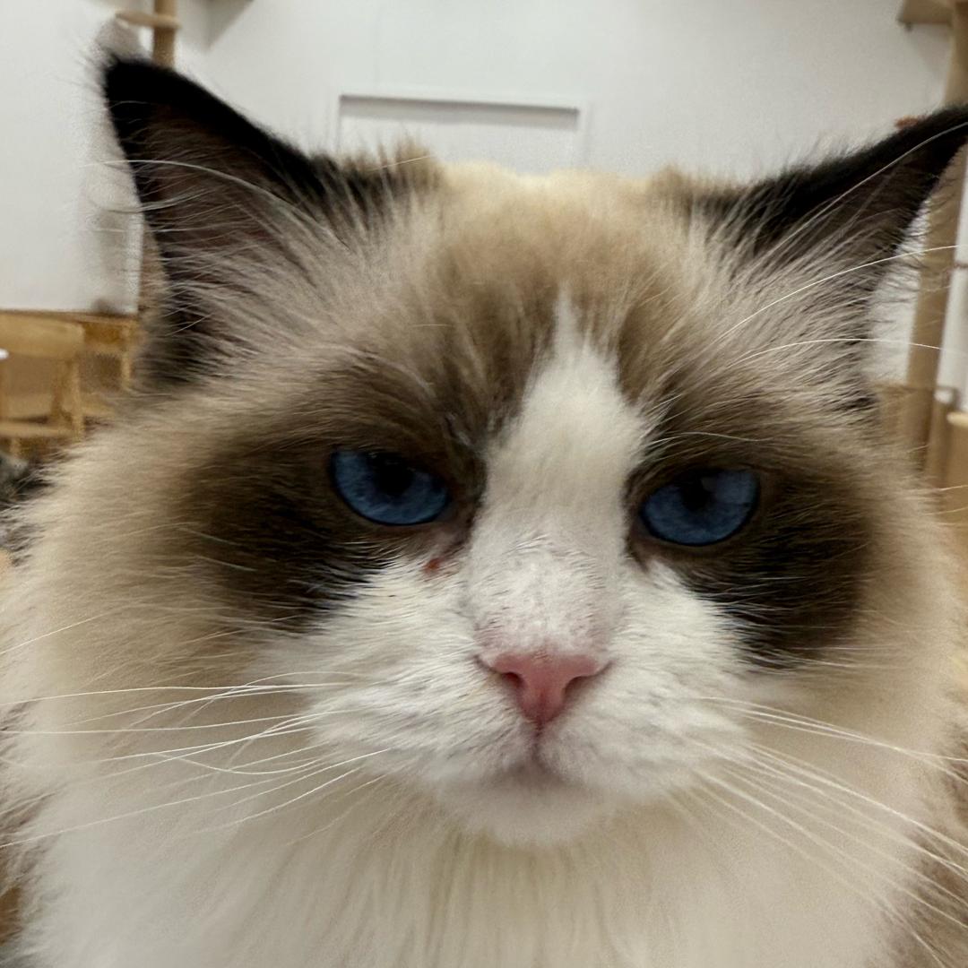 歪歪歪茶