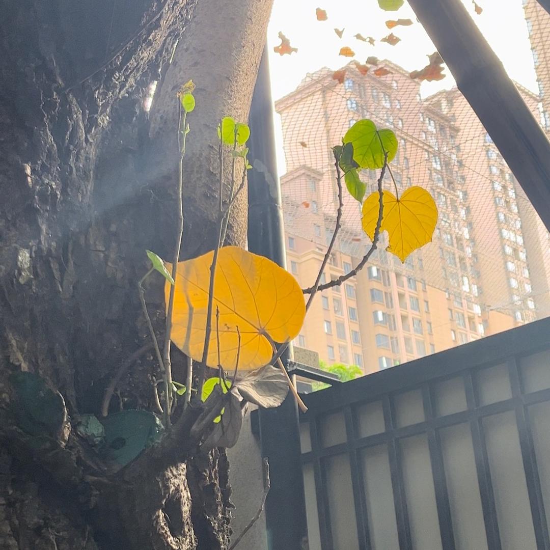 一颗好困芽.