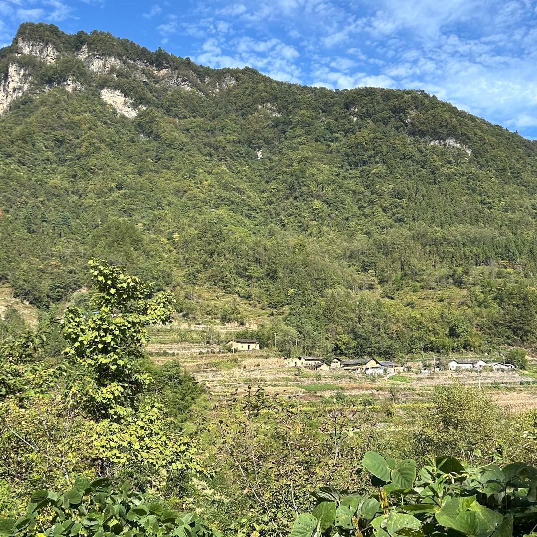 华子