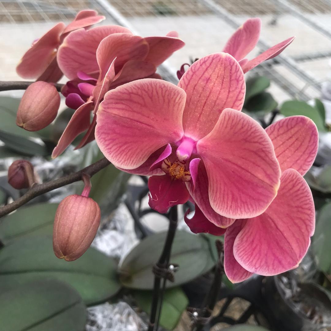 小婷婷花房
