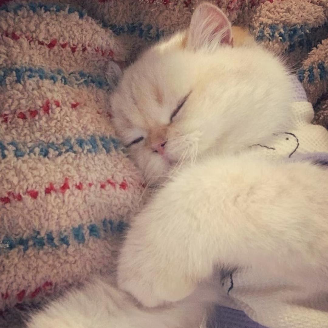 比我厉害的都是小狗