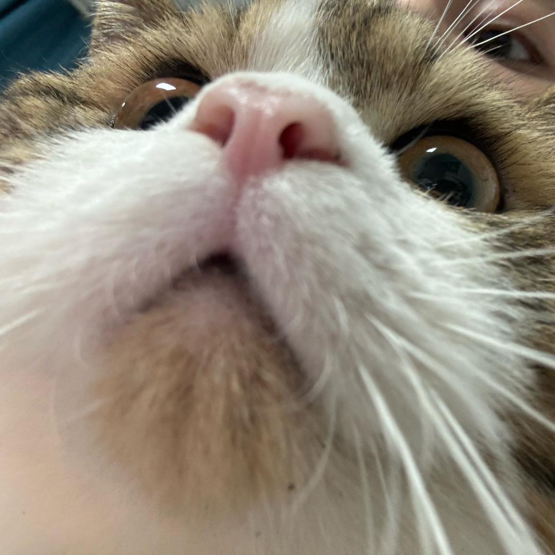 小猪呼噜噜