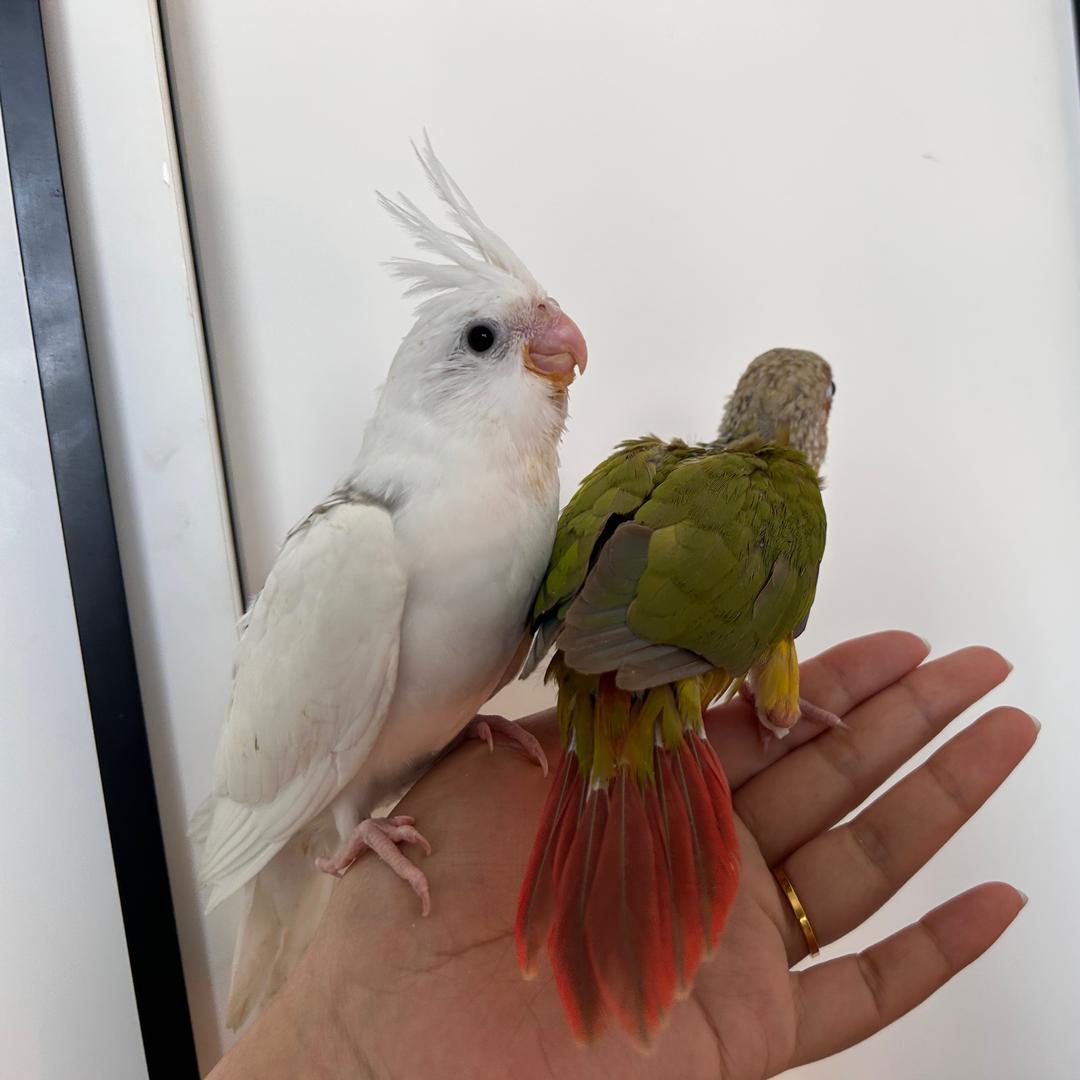 徐州丰县鹦鹉养殖🦜