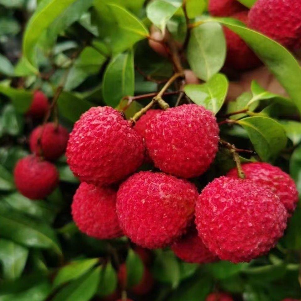 根豪果树苗木专营店