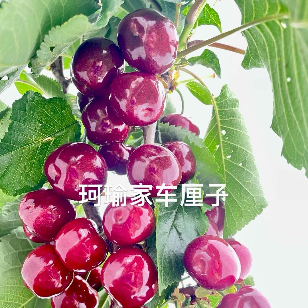玢珏binjue