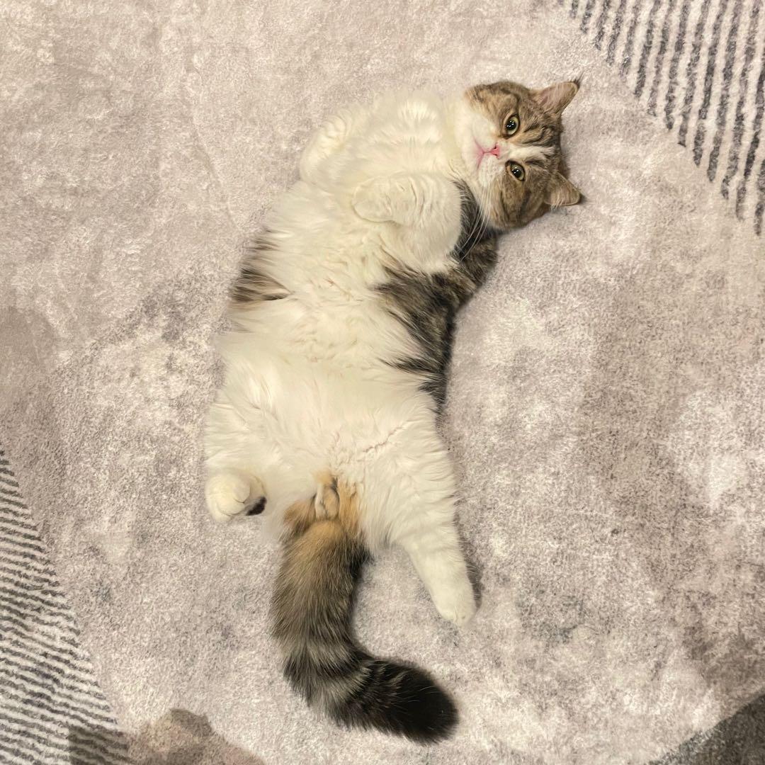 看看我的猫