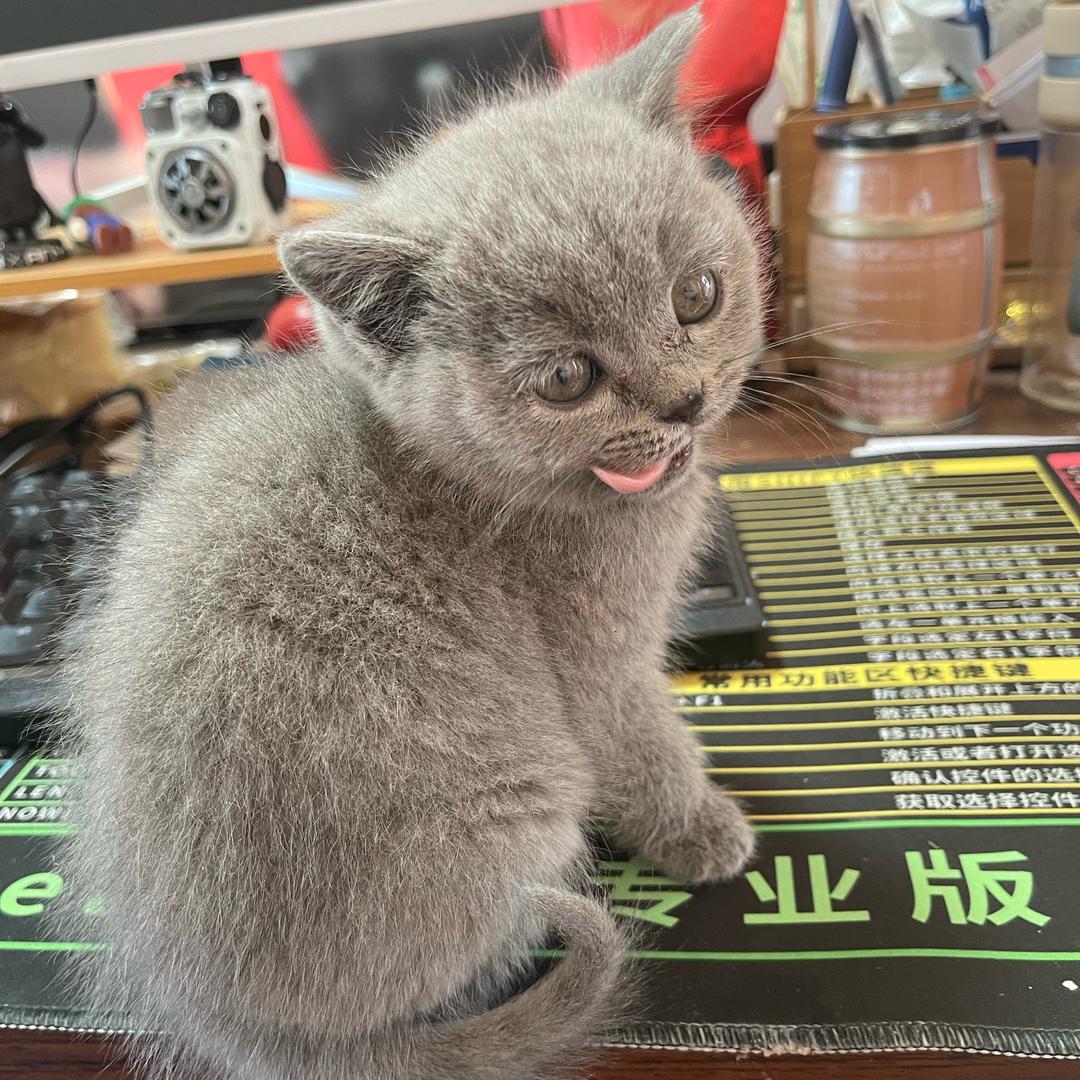 老北京爆肚配饼♈️💗♈️