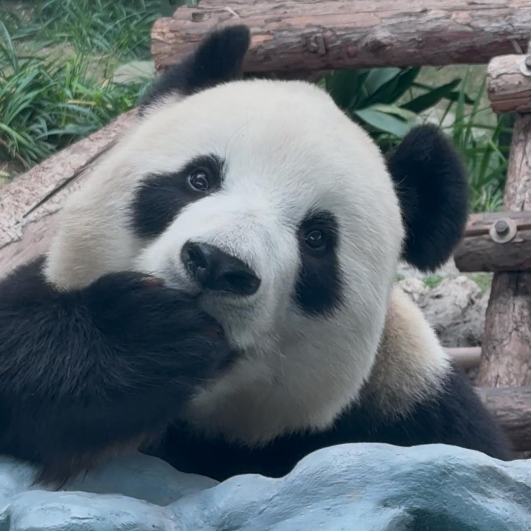 马马