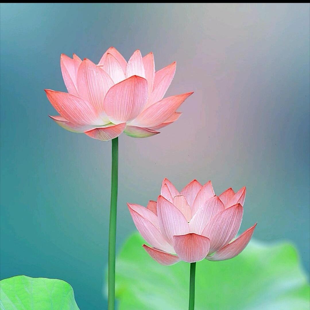 🪷心想事成🪷