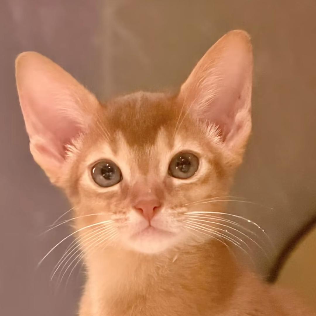 不用，我有自己的节奏