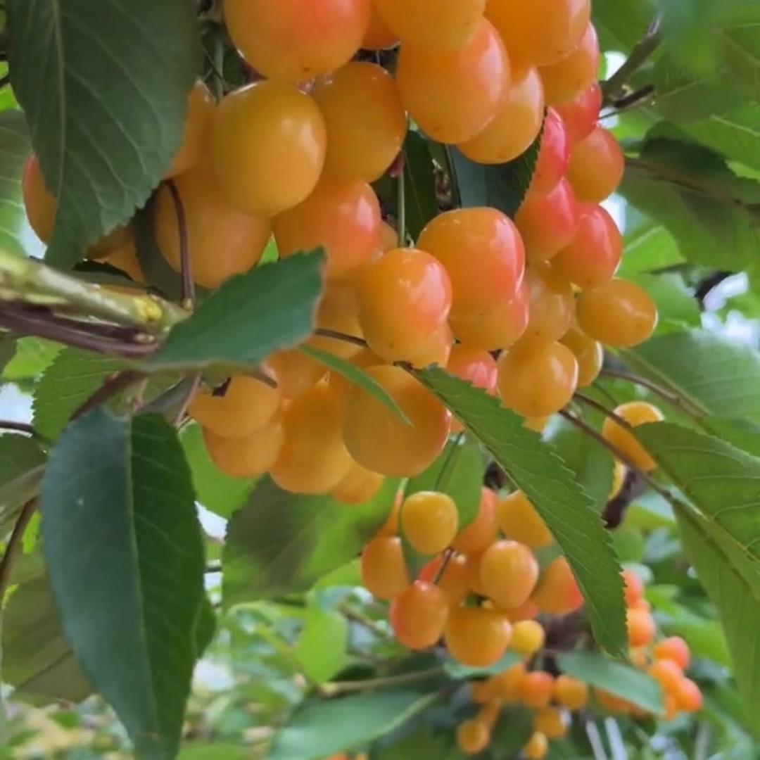 予安农场.戚小七
