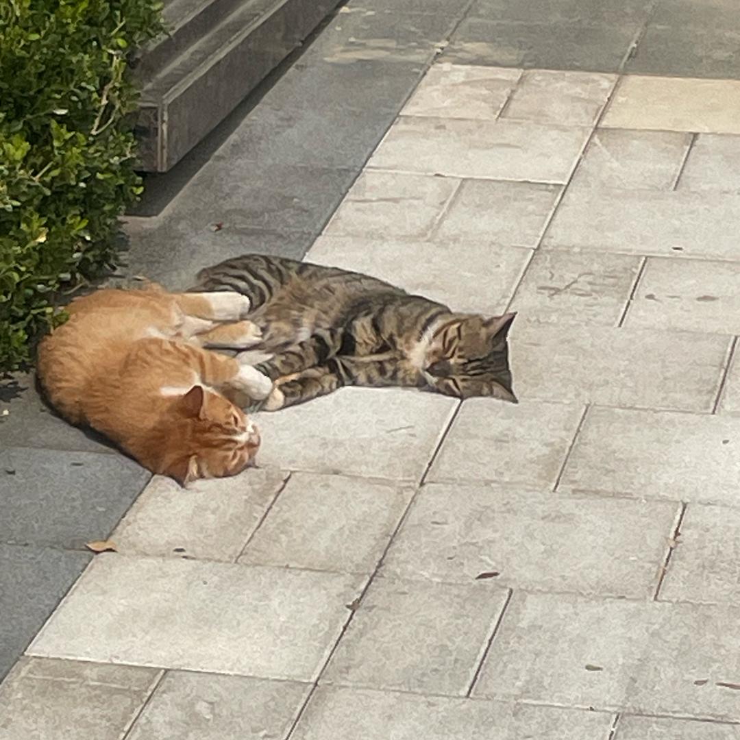 瓜仁（斗魂竞技场）