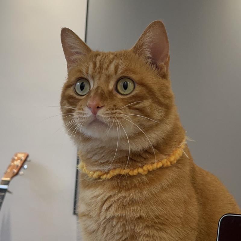 我是QQ猫
