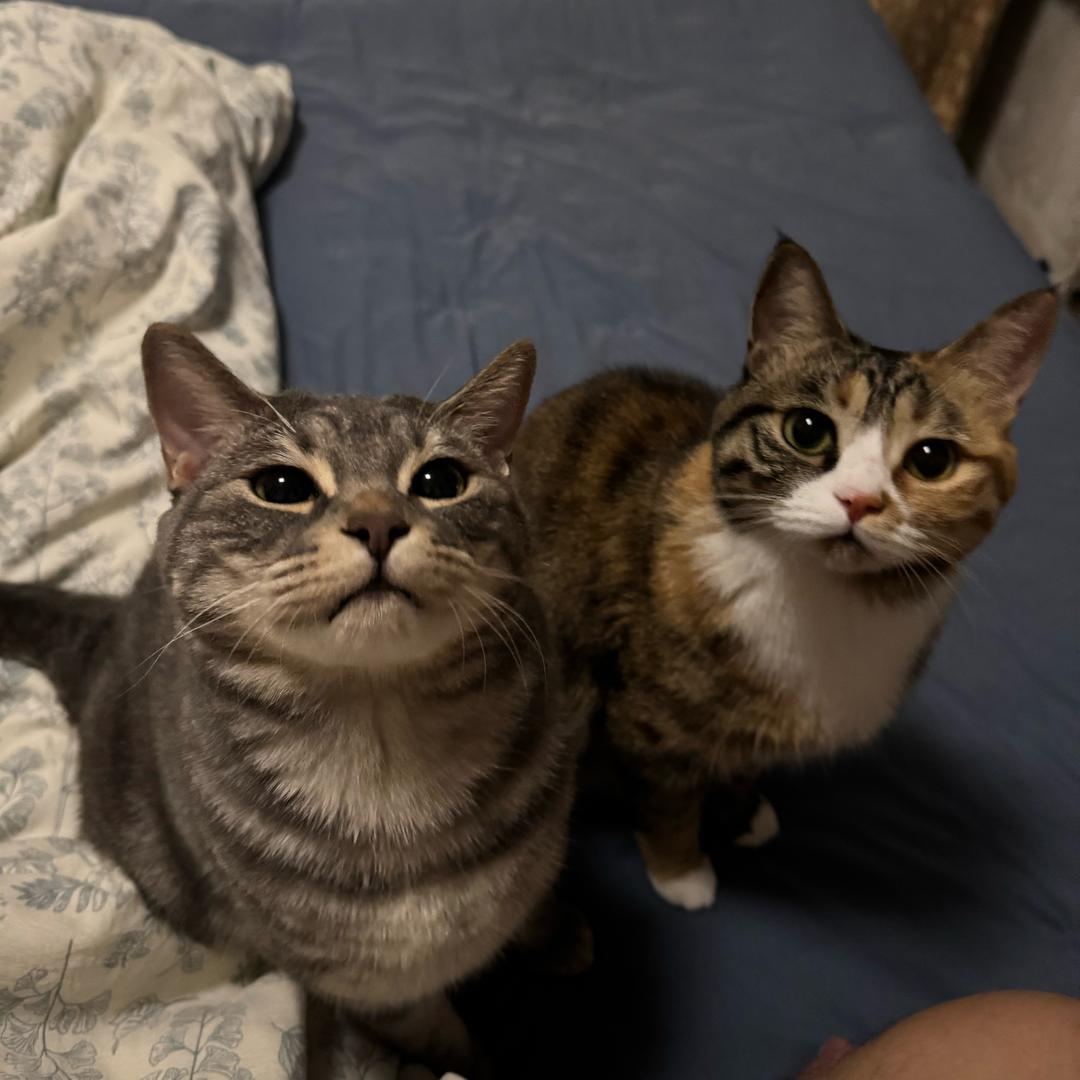 狡猾团团&憨憨元宝