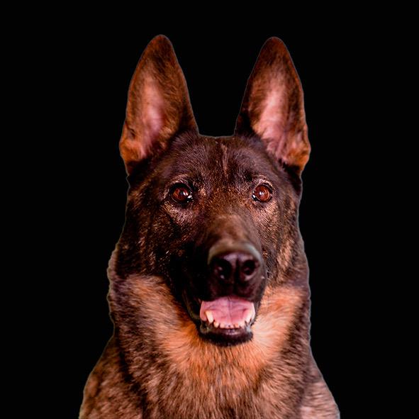 利安训犬研习社