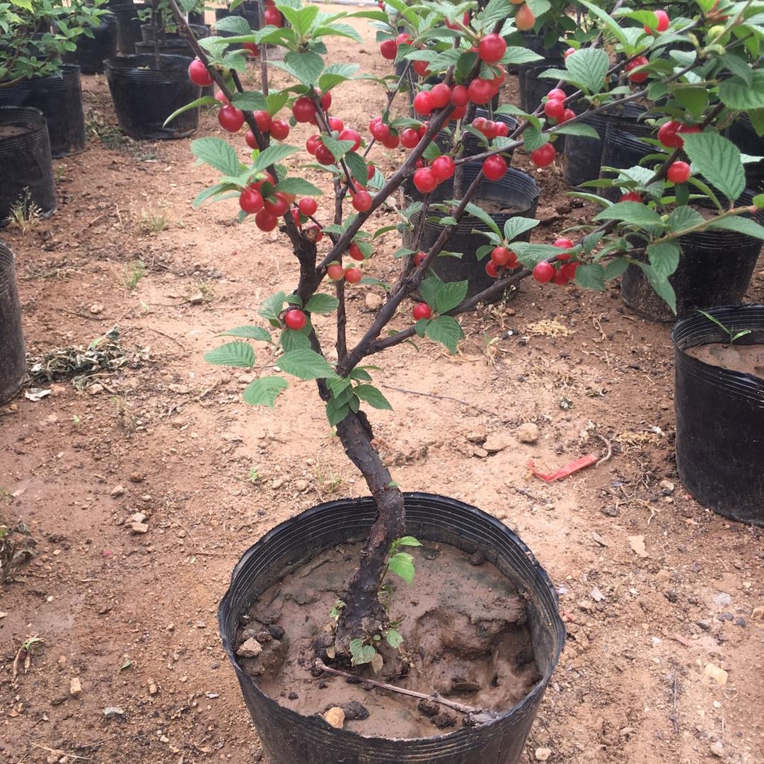 平邑海强花卉苗木精选小铺