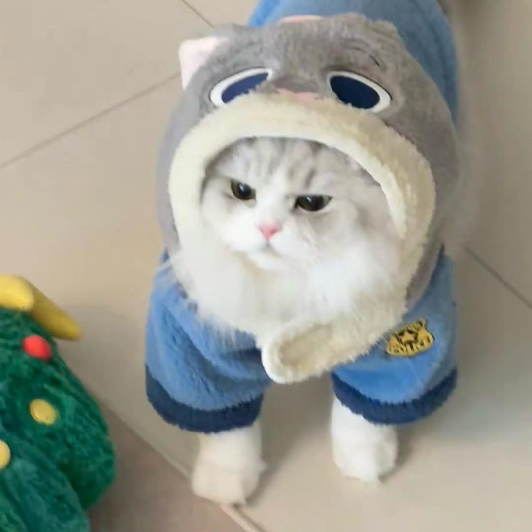 小猫猫猫