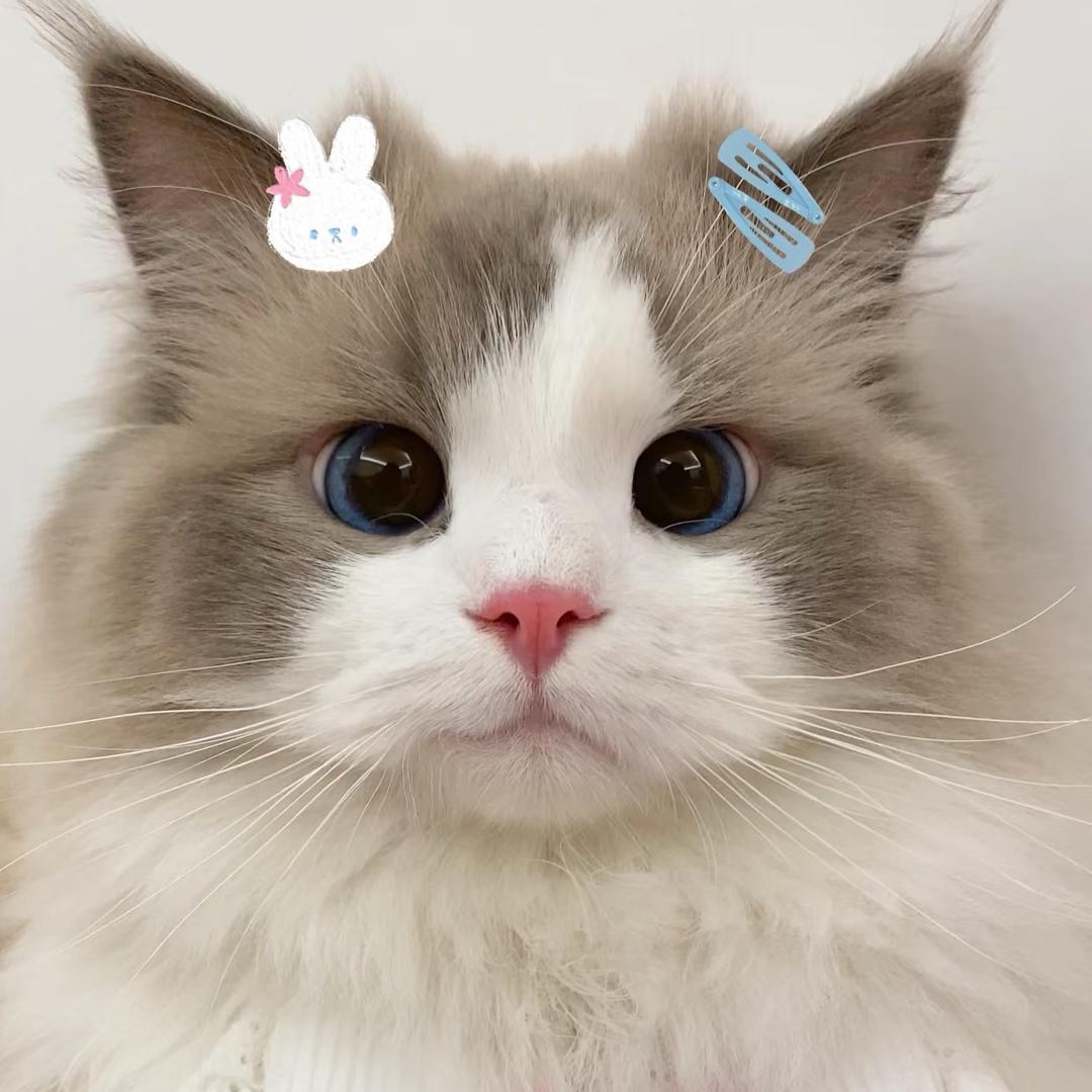 不吃巴沙🐟（追星版）
