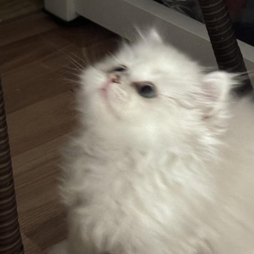 小羊椰椰