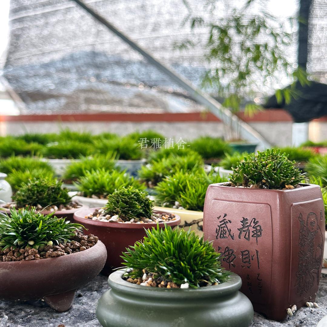 君雅植舍