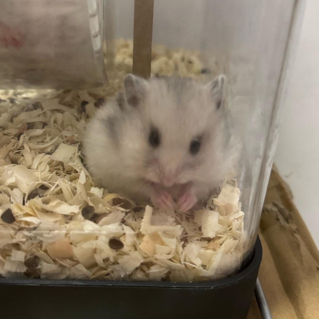 小林子