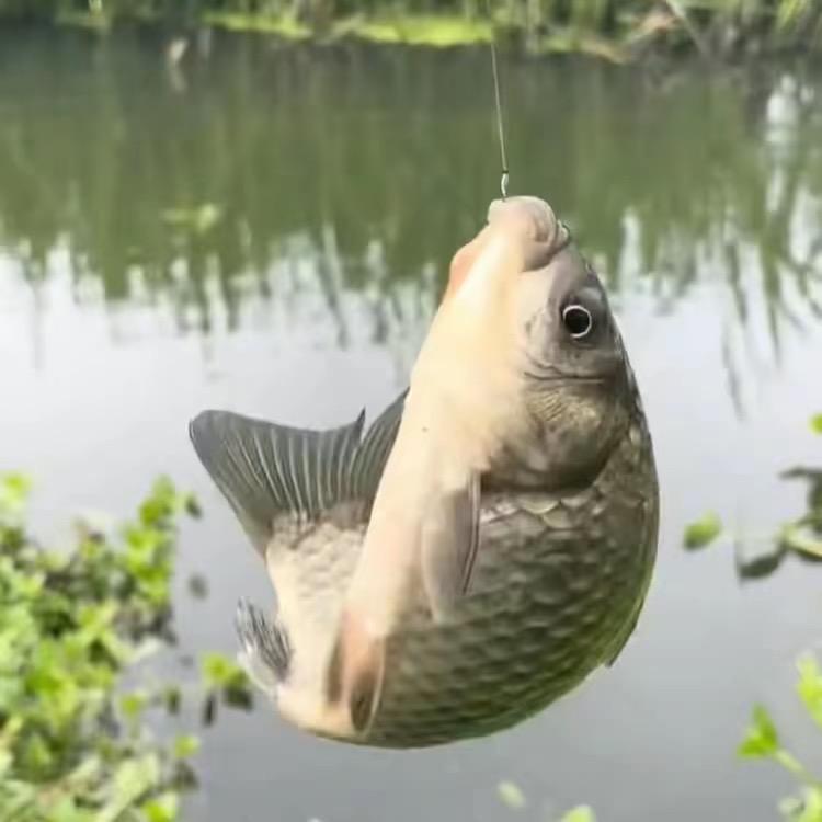 阿宝钓鱼