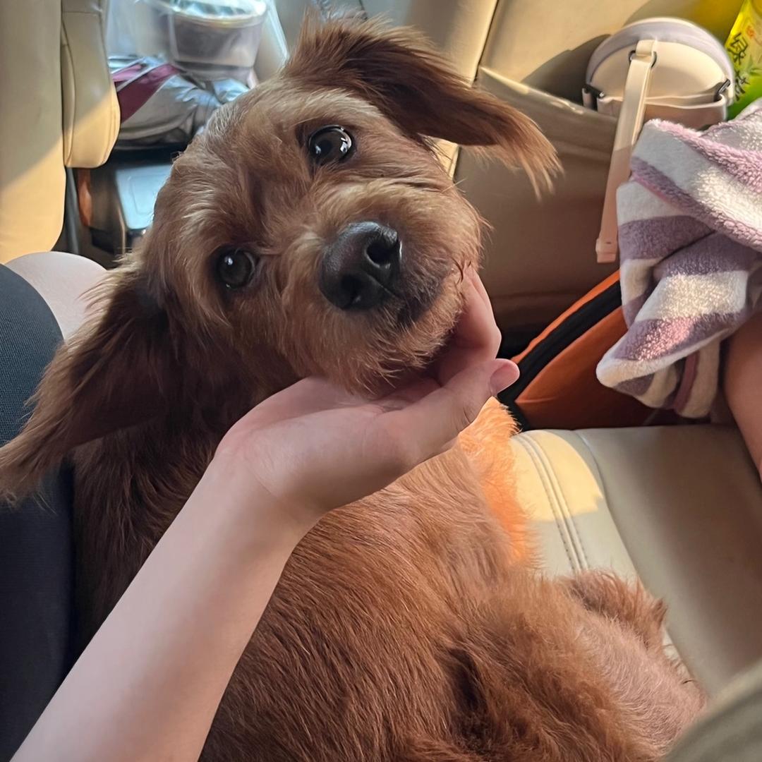 毛豆狗Z