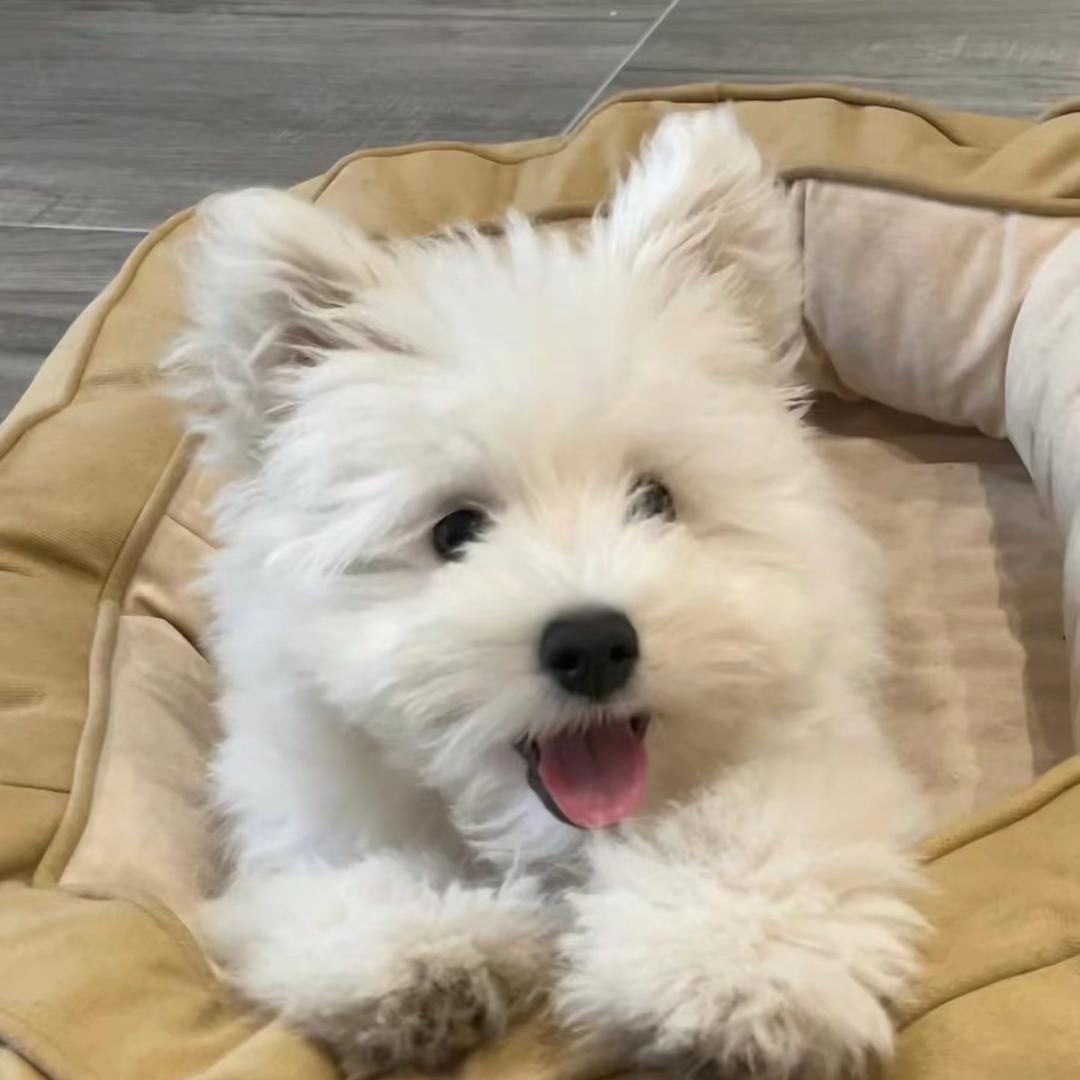 棠舟rookie（三角洲行动）