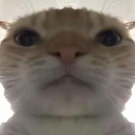 帅气小伙伴（嘿化小猫家族成员）玩大胡的版
