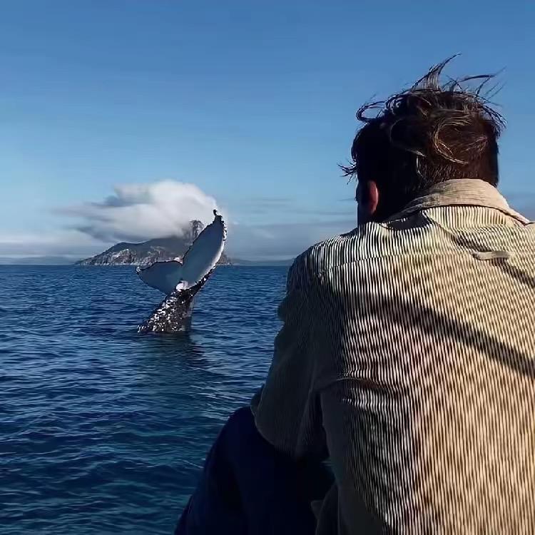 该来了（猩猩地堡版）