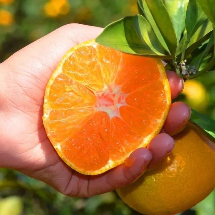 涌泉领鲜明日达