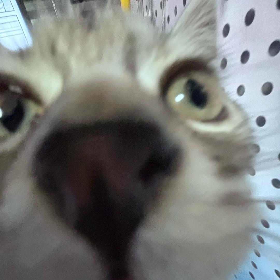 弥啰