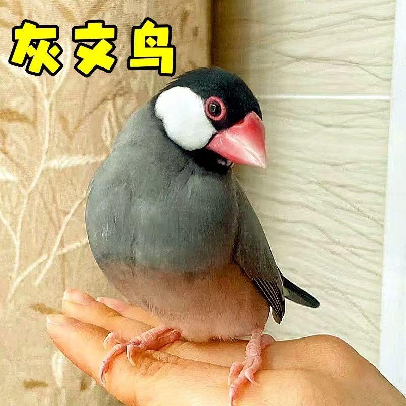 92124515658